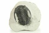 Bargain, Hollardops Trilobite Fossil - Ofaten, Morocco #287328-1